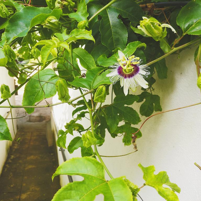 Jungle Guest House Galle Buitenkant foto